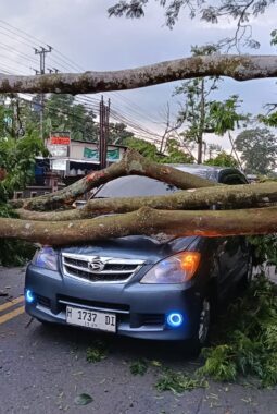 Pohon Pete 15 Meter Melintang Jalan Raya Solo–Semarang, Polsek Tengaran Lakukan Evakuasi Cepat