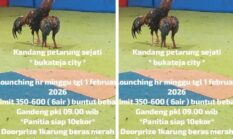 Agenda “Kalangan Ayam Petarung” di Bukateja Disorot, Berpotensi Langgar Aturan Perjudian