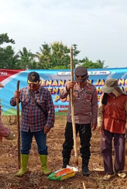 Polsek Bungbulang Laksanakan Penanaman Jagung Serentak di Desa Sinarjaya 