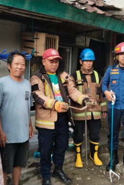 Damkar Bungbulang Evakuasi Ular Sepanjang 5 Meter Dari Rumah Warga di Babakan Garut