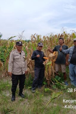 Bhabinkamtibmas Polsek Tanah Jawa Cek Lahan Jagung Ketahanan Pangan, Panen Senin Depan dan Siap Dijual ke BULOG