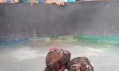 Lapor Pak Kapolsek! Judi Sabung Ayam Gang Sejati ‘Kebal Hukum’, Diduga Dikelola Oknum Cepak Loreng di Tengah Gencarnya Operasi Kapolrestabes