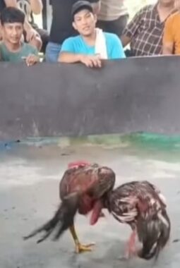 Lapor Pak Kapolsek! Judi Sabung Ayam Gang Sejati ‘Kebal Hukum’, Diduga Dikelola Oknum Cepak Loreng di Tengah Gencarnya Operasi Kapolrestabes