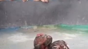 Lapor Pak Kapolsek! Judi Sabung Ayam Gang Sejati ‘Kebal Hukum’, Diduga Dikelola Oknum Cepak Loreng di Tengah Gencarnya Operasi Kapolrestabes