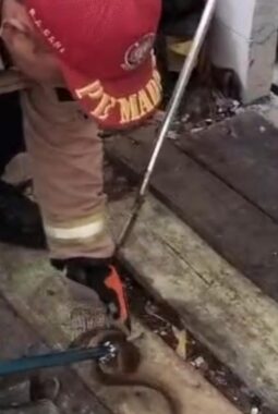 Lagi-lagi Seekor Ular Masuk Rumah Warga Di Kampung Babakan Garut Damkar Langsung Mengevakuasinya