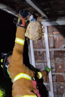 Damkar Dengan Kemampuannya Evakuasi Sarang Tawon di Dalam Rumah Lantai Dua Kampung Arjani Bungbulang
