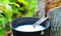 Mafia Getah “Dodi” Bebas Beroperasi di Area PT Bridgestone, Aparat Diminta Bertindak Tegas