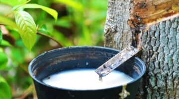 Mafia Getah “Dodi” Bebas Beroperasi di Area PT Bridgestone, Aparat Diminta Bertindak Tegas