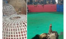 Diduga Dikelola Oknum Berinisial EK, Arena Sab..g Ay.m di Bukateja Purbalingga Beroperasi Setiap Akhir Pekan