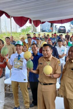 Potensi Hasilkan Ratusan Juta Pertahun, Bumdes Mekar Jaya Tanam Melon Premium Hidroponik
