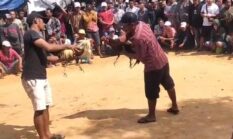 Arena Sabung Ayam di Batuporo Disorot, Warga Pertanyakan Penegakan Hukum