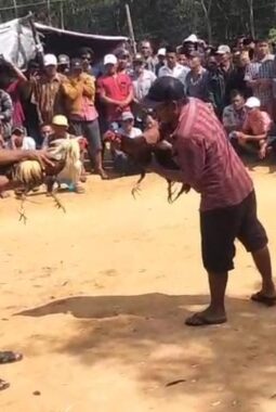 Arena Sabung Ayam di Batuporo Disorot, Warga Pertanyakan Penegakan Hukum