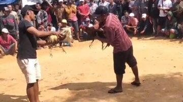 Arena Sabung Ayam di Batuporo Disorot, Warga Pertanyakan Penegakan Hukum