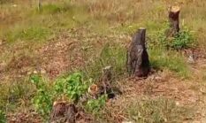 Oknum Warga Diduga Tebang Habis Pohon Kurmis milik perhutani