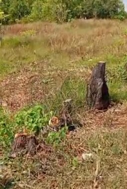 Oknum Warga Diduga Tebang Habis Pohon Kurmis milik perhutani