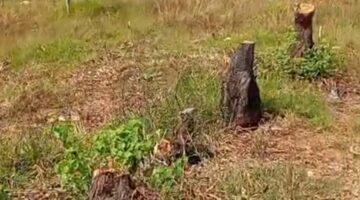 Oknum Warga Diduga Tebang Habis Pohon Kurmis milik perhutani