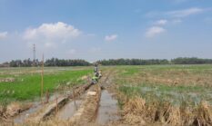 Pemeliharaan Jaringan Irigasi Tersier Desa Nusajati Diduga Abaikan Transparansi dan Kualitas Pekerjaan