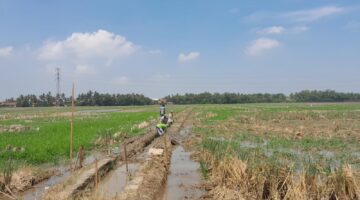Pemeliharaan Jaringan Irigasi Tersier Desa Nusajati Diduga Abaikan Transparansi dan Kualitas Pekerjaan