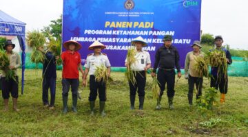 Sukses Panen Padi, Lapas Batu Nusakambangan Perkuat Ketahanan Pangan dan Pembinaan Warga Binaan