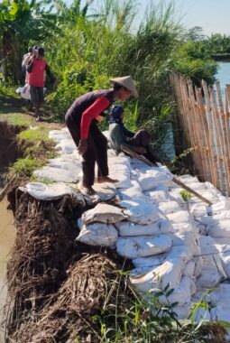 Tak Kunjung Di Benahi, Tanggul Kali Bodri Desa Pidodokulon Nyaris Jebol