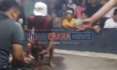 Arena Sabung Ayam Diduga Kembali Marak di Kaliwungu Selatan, Polisi Diminta Bertindak Tegas