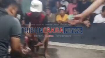 Arena Sabung Ayam Diduga Kembali Marak di Kaliwungu Selatan, Polisi Diminta Bertindak Tegas