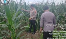 Polres Sragen Dukung Ketahanan Pangan, 3 Polsek Ini Cek Langsung Pertumbuhan Jagung di Lahan Warga