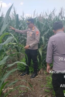 Polres Sragen Dukung Ketahanan Pangan, 3 Polsek Ini Cek Langsung Pertumbuhan Jagung di Lahan Warga
