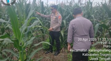 Polres Sragen Dukung Ketahanan Pangan, 3 Polsek Ini Cek Langsung Pertumbuhan Jagung di Lahan Warga