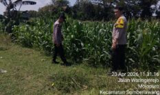 Polri Dukung Ketahanan Pangan, Polsek Sumberlawang, Kalijambe dan Miri Bersama Petani Siap Wujudkan Swasembada Jagung di Sragen