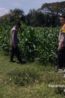 Polri Dukung Ketahanan Pangan, Polsek Sumberlawang, Kalijambe dan Miri Bersama Petani Siap Wujudkan Swasembada Jagung di Sragen