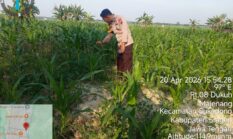 Polres Sragen Dukung Ketahanan Pangan, Polisi dan Petani Turun ke Ladang di Ngrampal, Sukodono dan Gondang