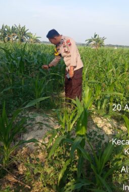 Polres Sragen Dukung Ketahanan Pangan, Polisi dan Petani Turun ke Ladang di Ngrampal, Sukodono dan Gondang