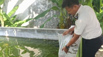 Dukung Ketahanan Pangan, Lapas Pati Tebar 2.000 Benih Ikan Nila di Lahan SAE