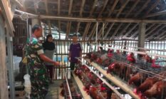 Dukung UMKM Warga, Babinsa Purwantoro Sambangi Peternak Ayam Petelur