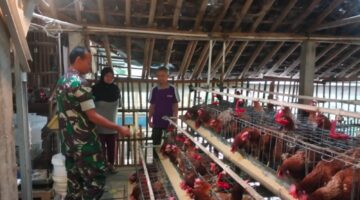 Dukung UMKM Warga, Babinsa Purwantoro Sambangi Peternak Ayam Petelur
