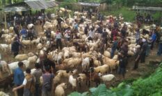 Sebulan Jelang Idul Adha, Pasar Domba Bungbulang Mulai “Dikerumuni” Pembeli