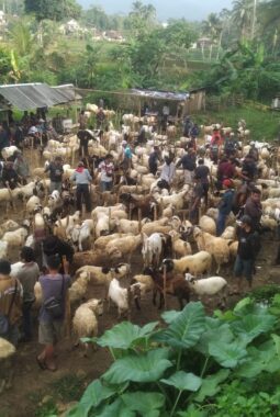 Sebulan Jelang Idul Adha, Pasar Domba Bungbulang Mulai “Dikerumuni” Pembeli