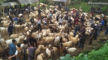 Sebulan Jelang Idul Adha, Pasar Domba Bungbulang Mulai “Dikerumuni” Pembeli