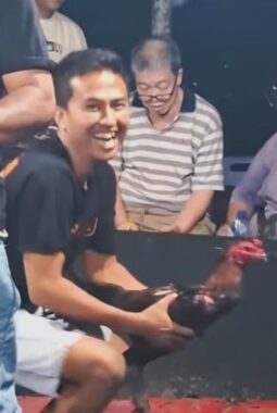 Menantang Aparat: Diklaim Tutup, Sindikat Sabung Ayam ‘Edy’ di Kutalimbaru Terang-terangan Gelar “Event Besar” Besok