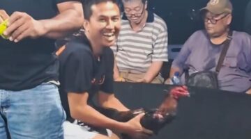 Menantang Aparat: Diklaim Tutup, Sindikat Sabung Ayam ‘Edy’ di Kutalimbaru Terang-terangan Gelar “Event Besar” Besok