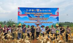Polres Jepara Sukses Panen Raya 5 Ton Jagung, Bukti Nyata Polri Kawal Ketahanan Pangan