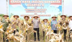 Dukung Swasembada Pangan Nasional, Kapolda Jateng Panen Jagung Bersama Petani di Boyolali