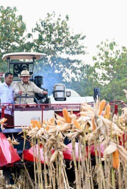Perkuat Ketahanan Pangan Nasional, Presiden Prabowo Turun Langsung Panen Jagung di Tuban