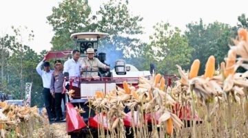 Perkuat Ketahanan Pangan Nasional, Presiden Prabowo Turun Langsung Panen Jagung di Tuban