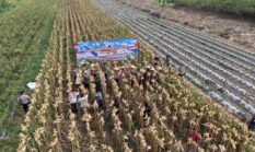 Polres Purworejo Panen Jagung Wujud Nyata Dukung Ketahanan Pangan Nasional