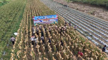 Polres Purworejo Panen Jagung Wujud Nyata Dukung Ketahanan Pangan Nasional