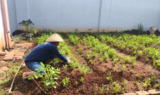 Dukung Ketahanan Pangan Dari Balik Jeruji, Warga Binaan Lapas Pati Produktif Budidaya Kangkung