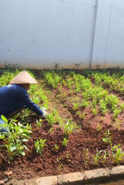 Dukung Ketahanan Pangan Dari Balik Jeruji, Warga Binaan Lapas Pati Produktif Budidaya Kangkung