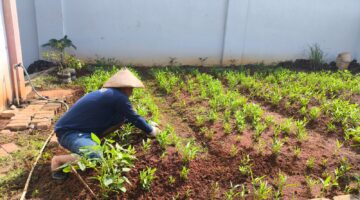 Dukung Ketahanan Pangan Dari Balik Jeruji, Warga Binaan Lapas Pati Produktif Budidaya Kangkung